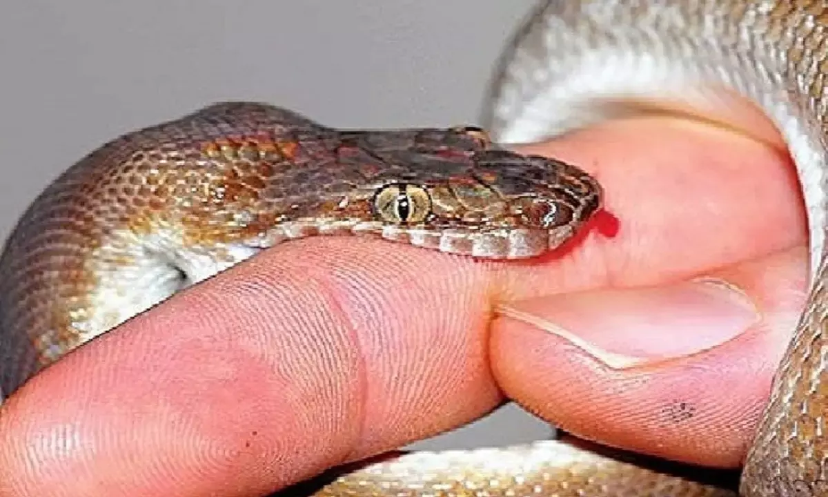 Snake bite victims groan for life as ASV Prices increases