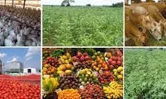Middlemen optimise profit, increase agricultural production- Expert Middlemen optimise profit, increase agricultural production- Expert