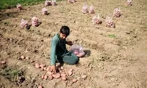 Central Afghanistan: Poor Potatoes harvest increase poverty