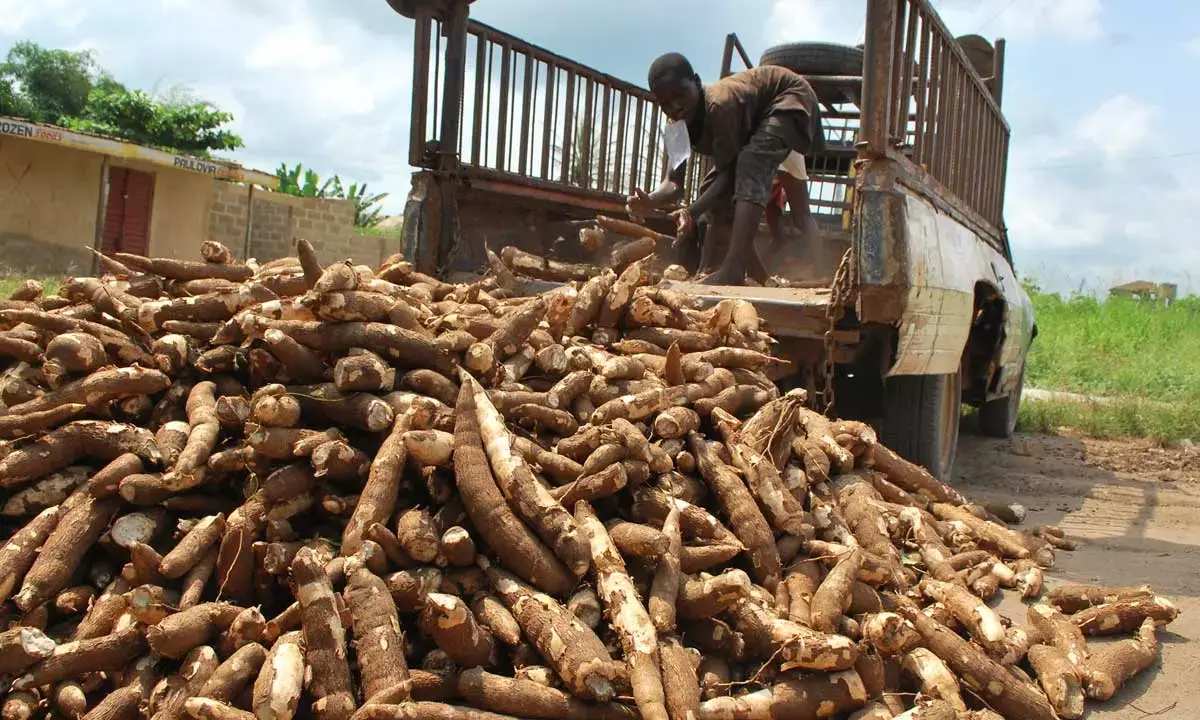 Food Security: Cassava sector records progress in development, new investments, others