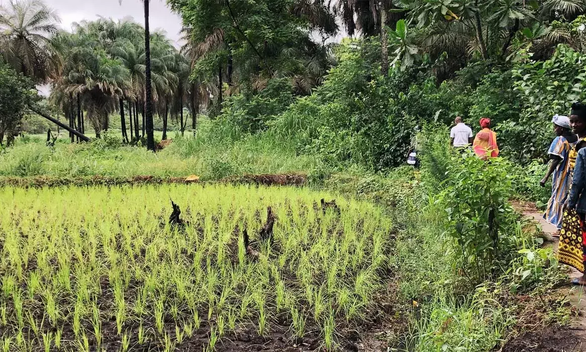 No farmer failing if insurance embraced, says Agwuncha