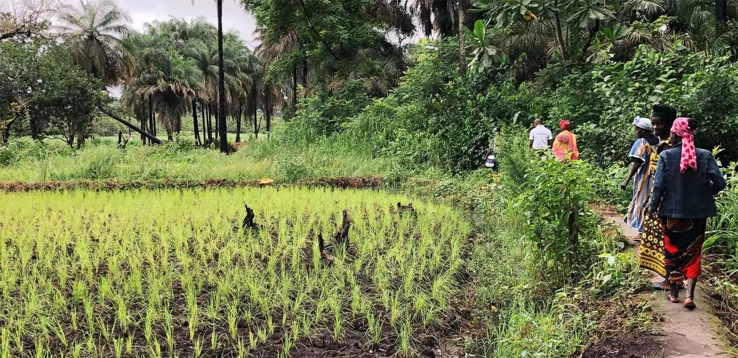 No farmer failing if insurance embraced, says Agwuncha