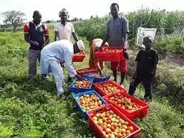 Seed coy launches vegetable new hybrid seed varieties