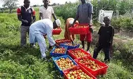 Seed coy launches vegetable new hybrid seed varieties