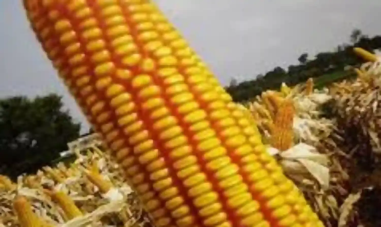 Experts advise farmers to plant quality maize seeds for optimal yield