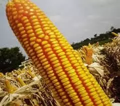 Experts advise farmers to plant quality maize seeds for optimal yield