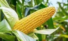 Corteva Agriscience donates Hand Driven Planters to Maize farmers