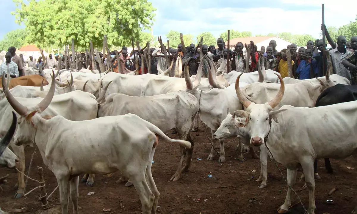 Implementation of  NLTP will close dairy importation gaps- FG