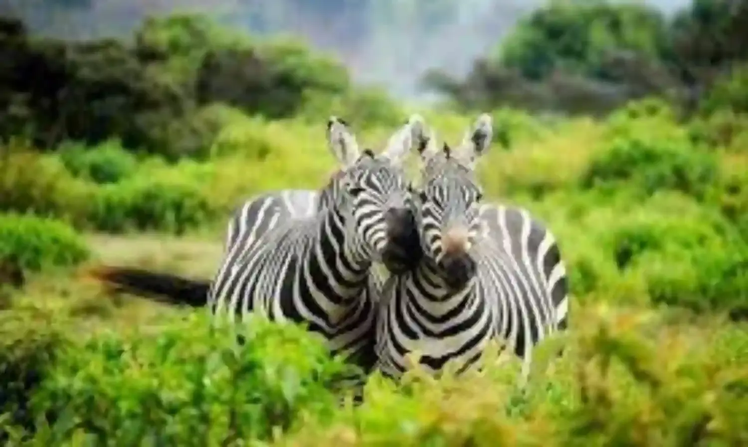 NGO trains 60 rangers to tackle forest encroachment