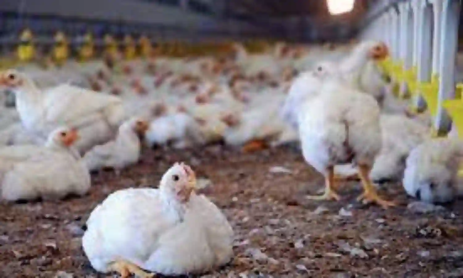 Poultry Farmer pleads FG to lift up maize importation ban