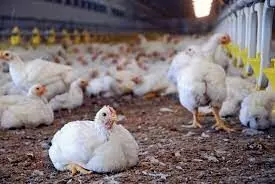 Poultry Farmer pleads FG to lift up maize importation ban