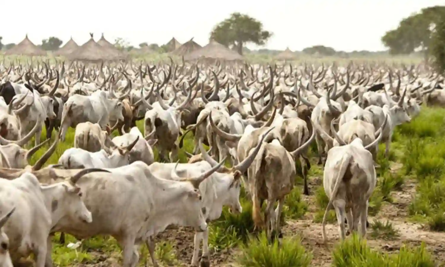 Fulani group to establish modern cow milk market