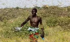 Third locust outbreak strikes Namibia