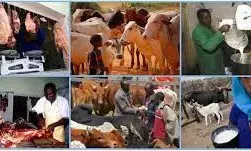 FG sets to reduce importation of livestock products