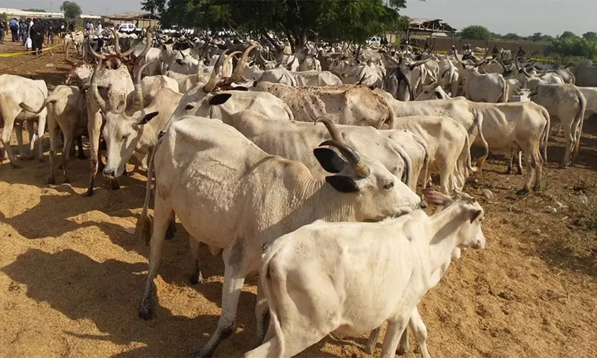 Task force recovers 500 cow, sheep rustled