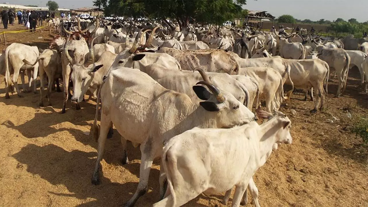 Task force recovers 500 cow, sheep rustled