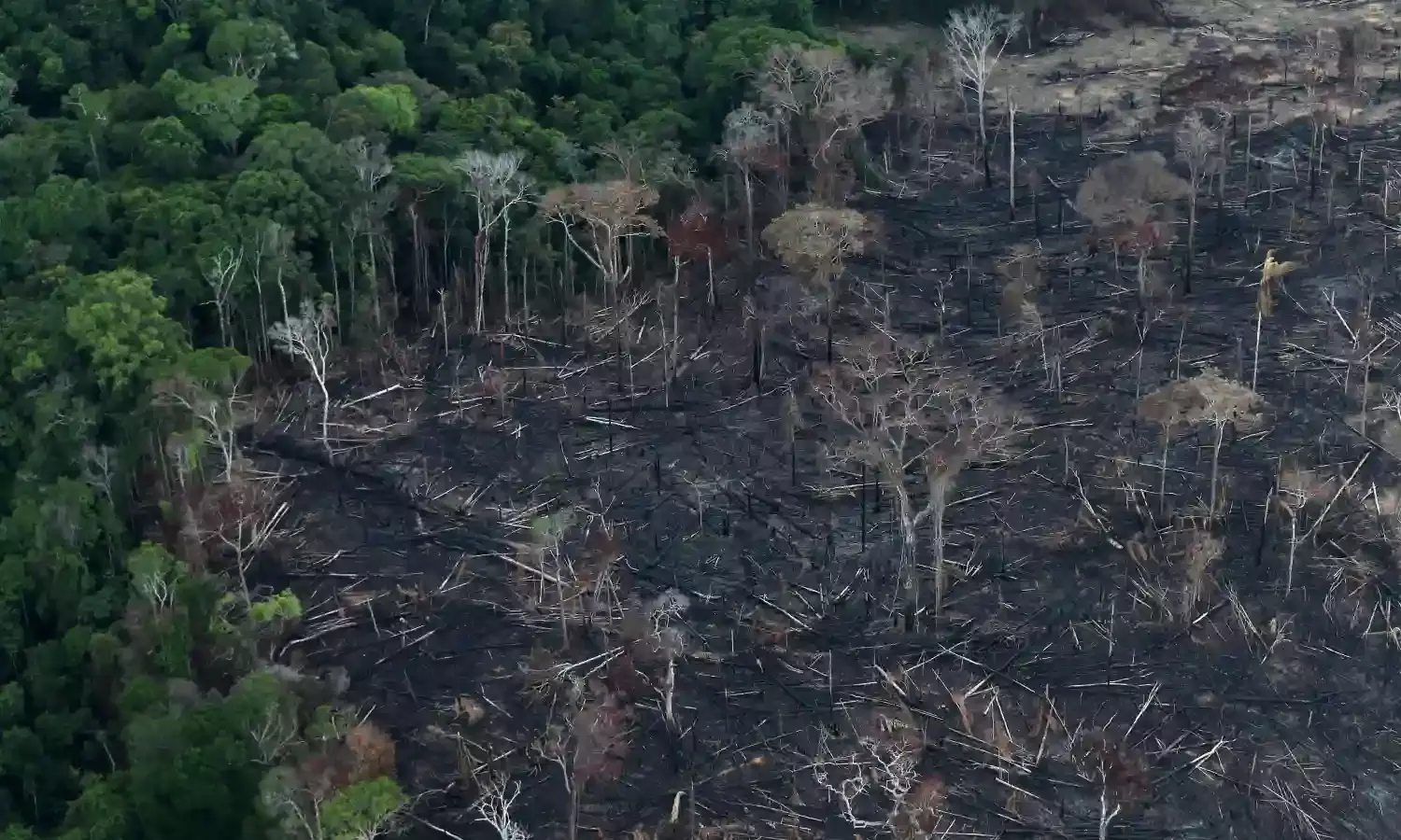 Brazilian Amazon deforestation on high record