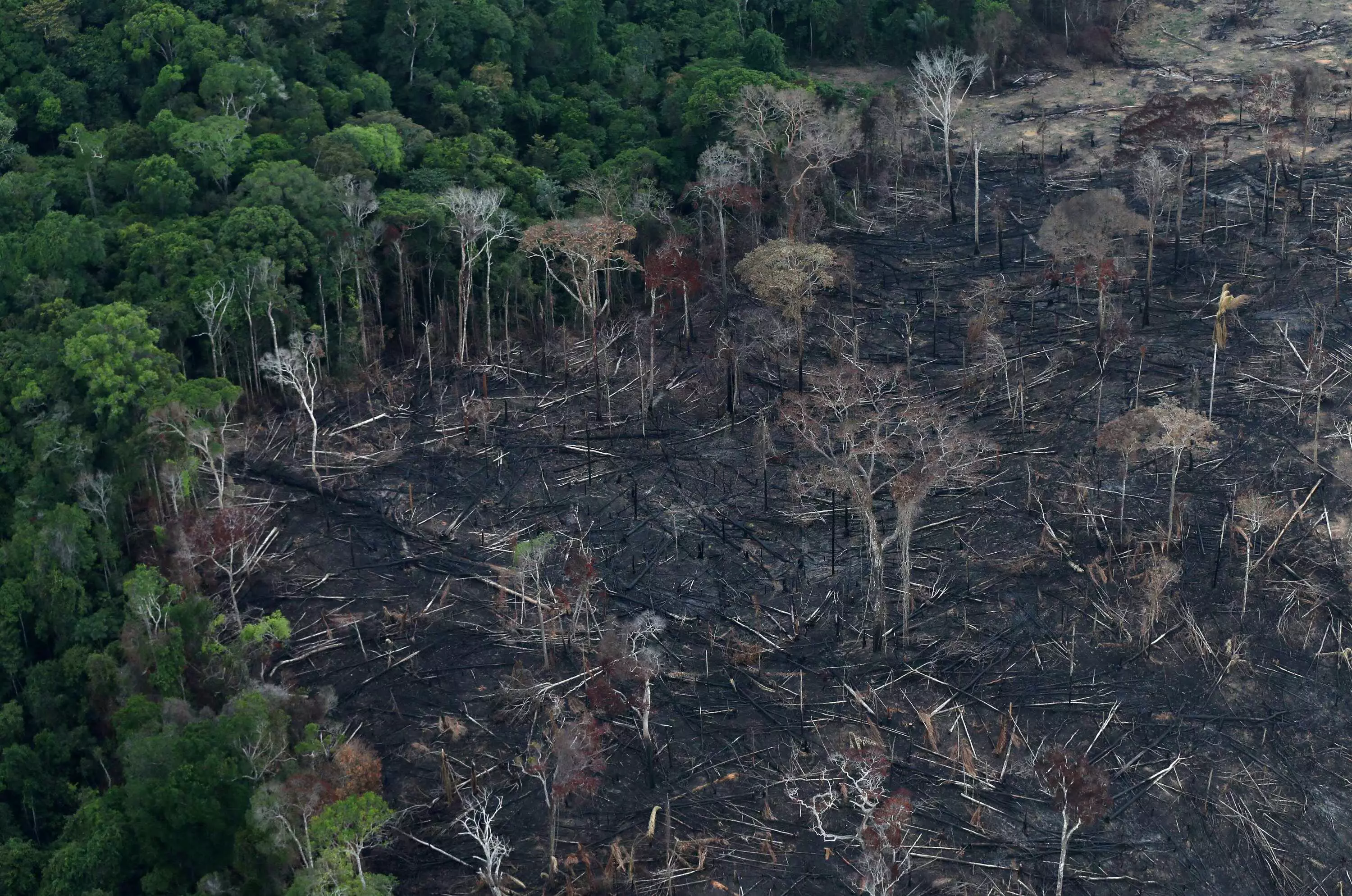 Brazilian Amazon deforestation on high record Brazilian Amazon deforestation on high record