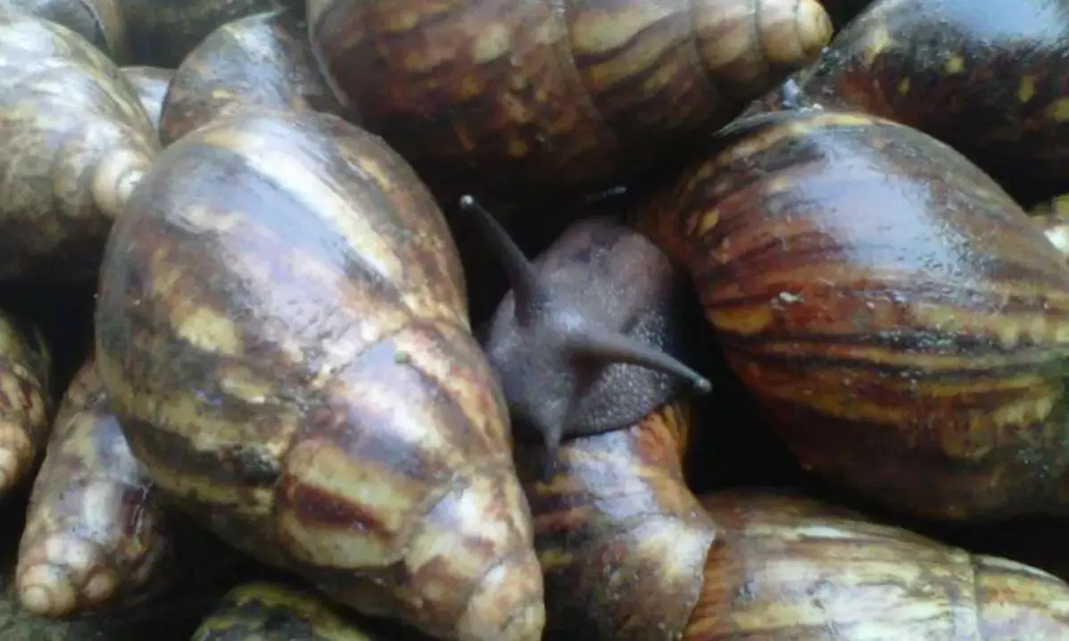 Expert urges government to fund snail farming