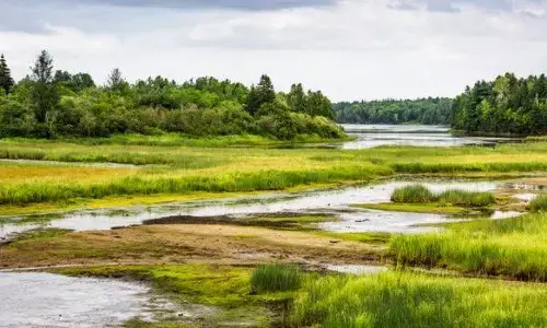 NCF seeks conservation of wetlands