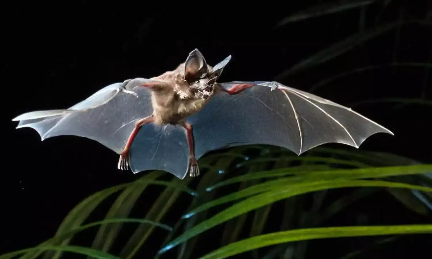 10 new bat species found in Nigerian forest- Researchers