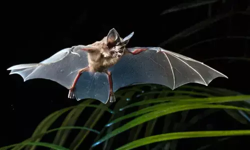 10 new bat species found in Nigerian forest- Researchers 10 new bat species found in Nigerian forest- Researchers