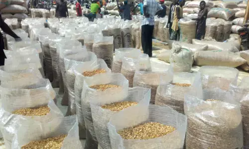 Nigeria can double maize production with hybrid seeds