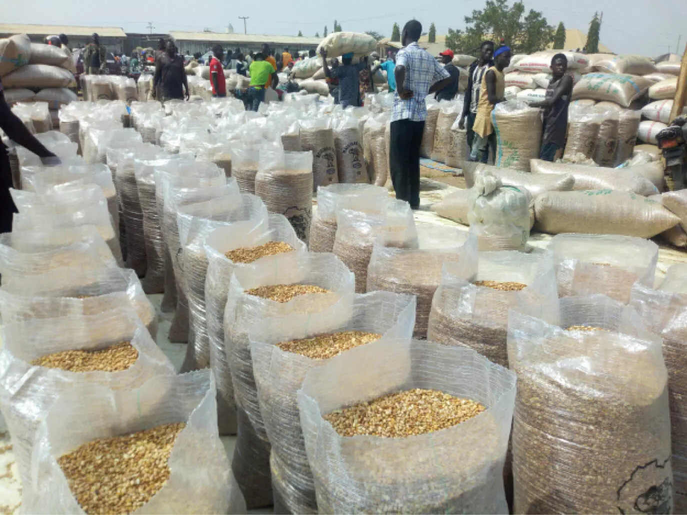 Nigeria can double maize production with hybrid seeds Nigeria can double maize production with hybrid seeds