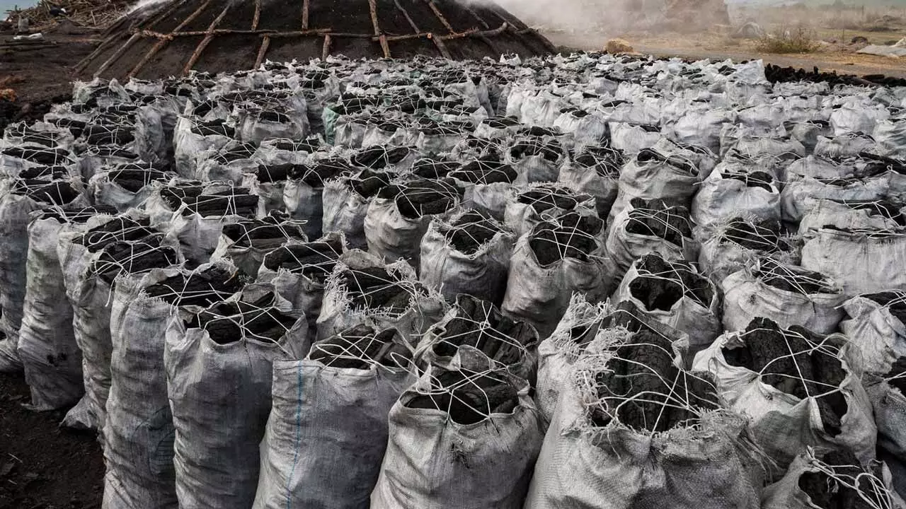 Kogi govt, calls production of charcoal illegal Kogi govt, calls production of charcoal illegal