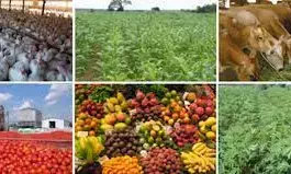 Stakeholders call for standard pricing for agro-produce