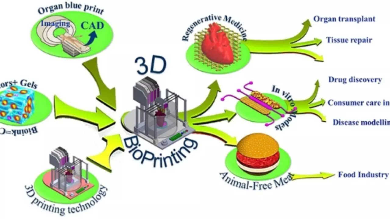 Researchers print 3D cardiac tissue capable of sustaining pulses