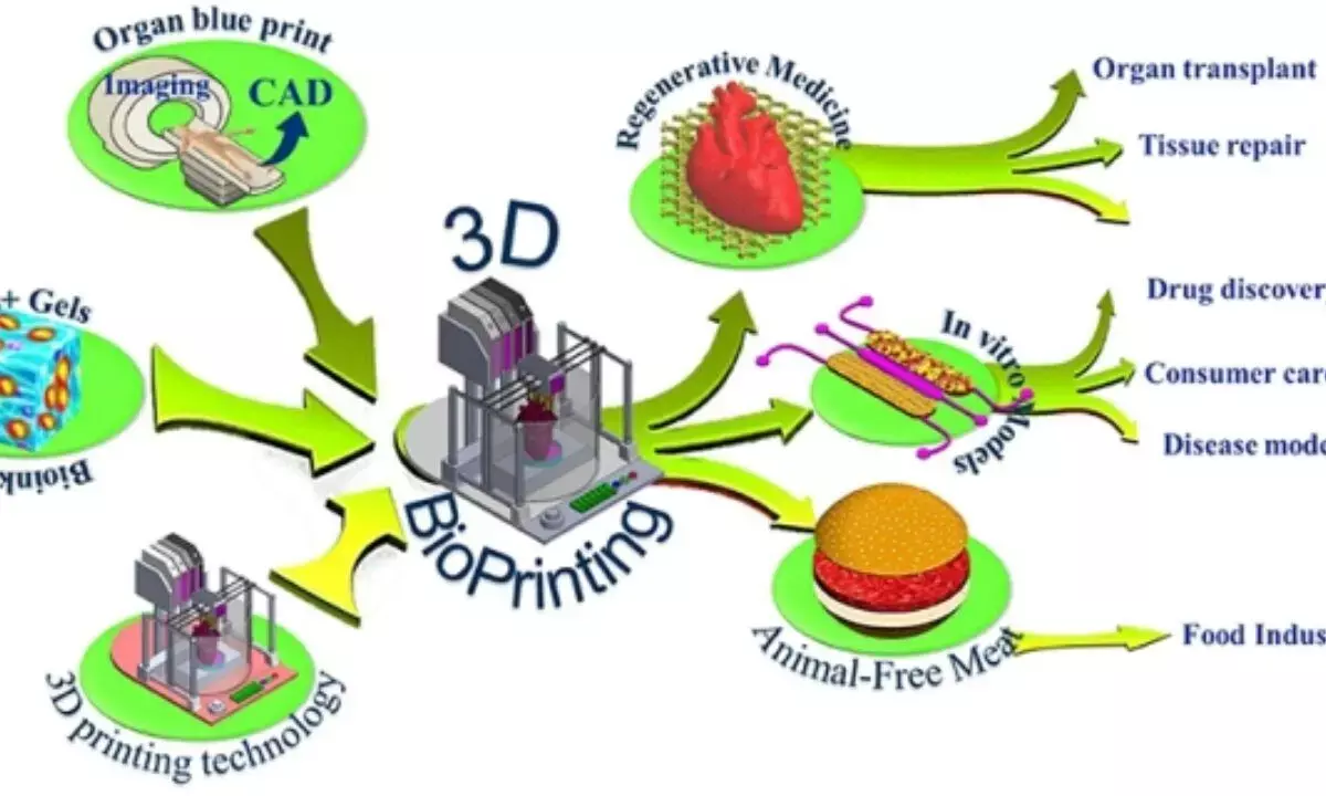Researchers print 3D cardiac tissue capable of sustaining pulses