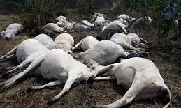 Kogi govt. buries poisoned cows, orders 7 days off beef consumption
