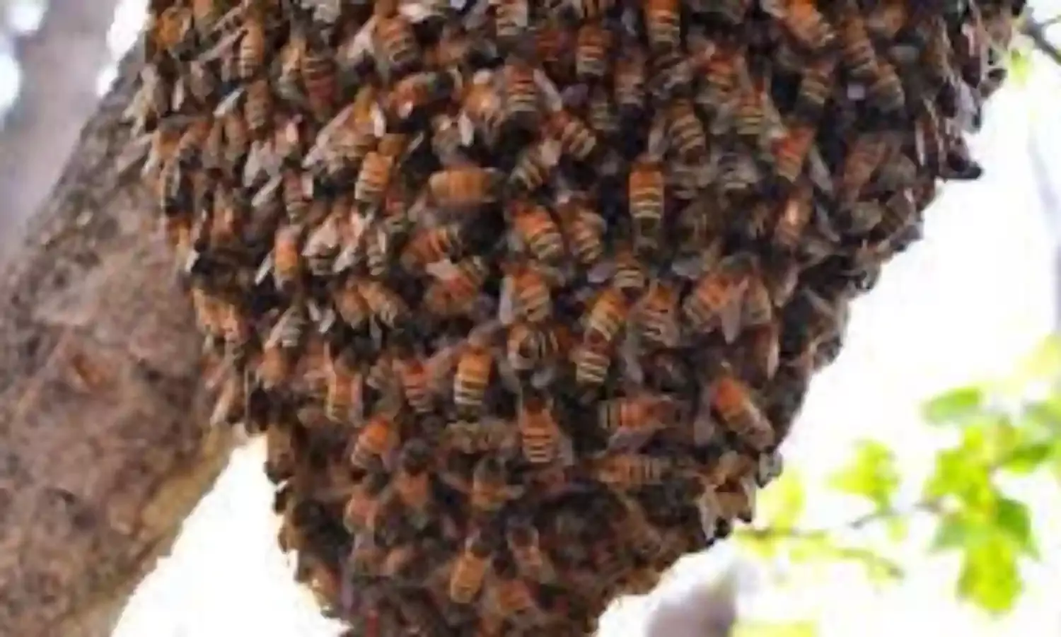 World Bee Conference: Nigerian Envoy woos foreign investors for Bee farming