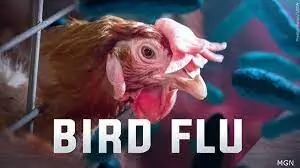 U.S. confirms 1st human case of Bird flu U.S. confirms 1st human case of Bird flu
