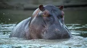 U.S. expert calls for protection of hippos in Gombe U.S. expert calls for protection of hippos in Gombe
