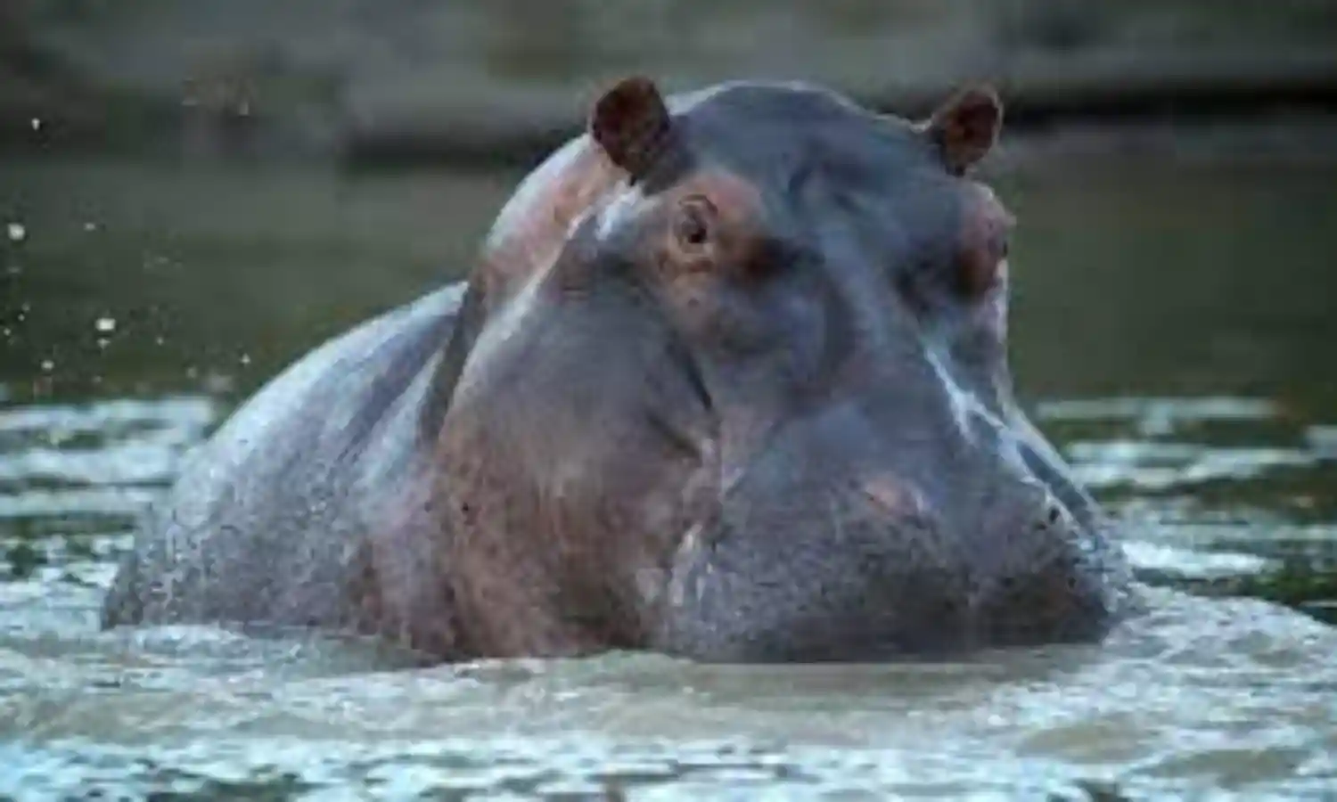 U.S. expert calls for protection of hippos in Gombe