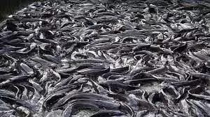 Stakeholders call for alternatives fish feed