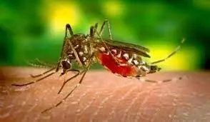 Researchers discover Mosquitoes resistant to treated nets
