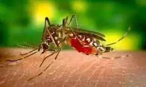 Researchers discover Mosquitoes resistant to treated nets