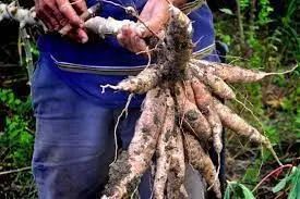 Ex-agitators begin training at Bayelsa Cassava Plant Ex-agitators begin training at Bayelsa Cassava Plant