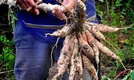 Ex-agitators begin training at Bayelsa Cassava Plant Ex-agitators begin training at Bayelsa Cassava Plant
