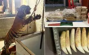 5 arrested for illegally trading on tiger carcass in Vietnam