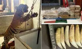 5 arrested for illegally trading on tiger carcass in Vietnam