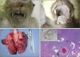 Monkey Pox: FG tasks Veterinary epidemiology officers, others