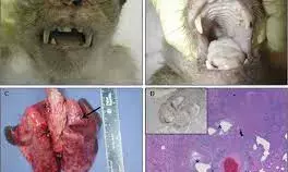 Monkey Pox: FG tasks Veterinary epidemiology officers, others