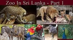 Sri Lanka runs out of money to feed animals in zoos