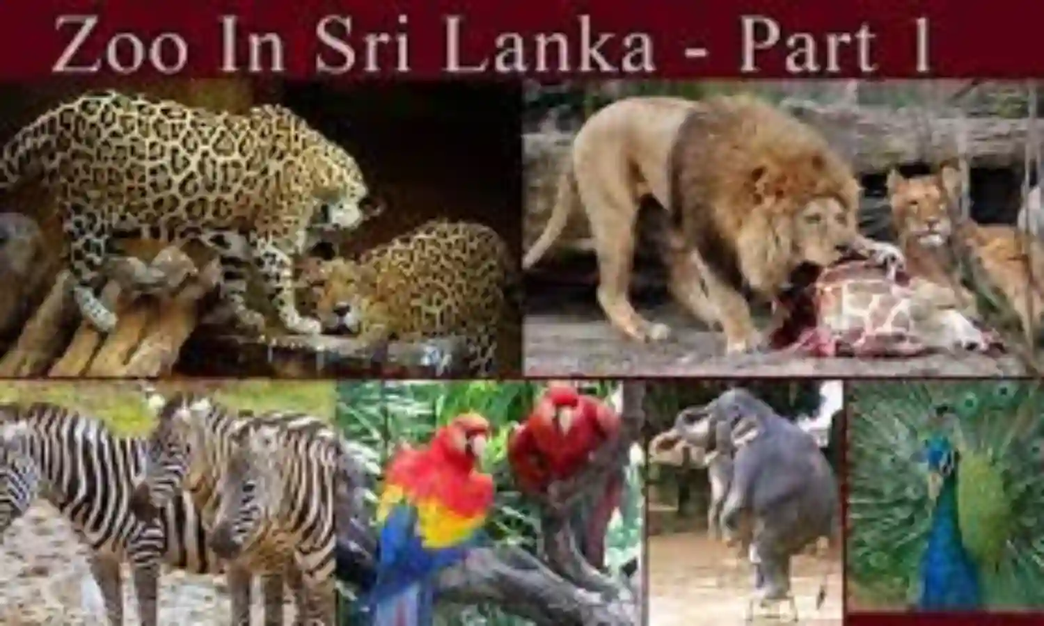 Sri Lanka runs out of money to feed animals in zoos
