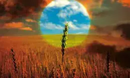 Russo-Ukraine war: Food emergency declared in Chad as grain supplies fall