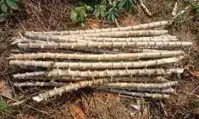 IITAs cassava variant expansion, sale soar IITAs cassava variant expansion, sale soar